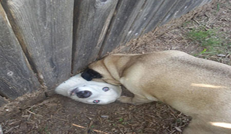 اخبار,اخبار گوناگون,تصاویری جالب از سگ های پشیمان