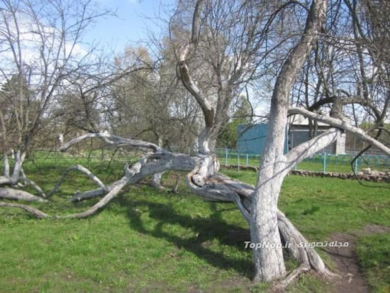 درخت سیب 220 ساله و راه عجیبش برای زنده ماندن