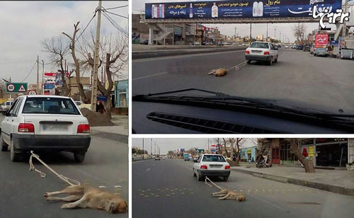 بازتاب‌ گسترده سگ كشی خیابانی در ایران