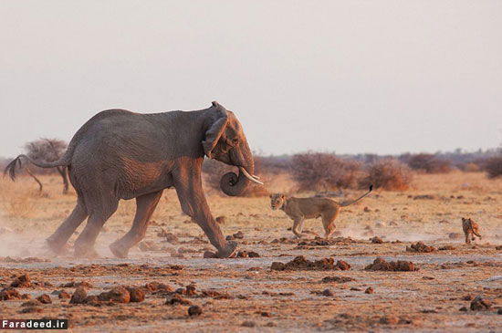 تصاویر/ فرار شیرها از ترس فیل خشمگین