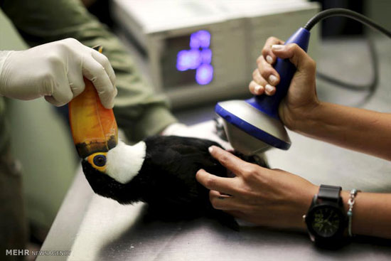 شیوه های جدید درمان حیوانات