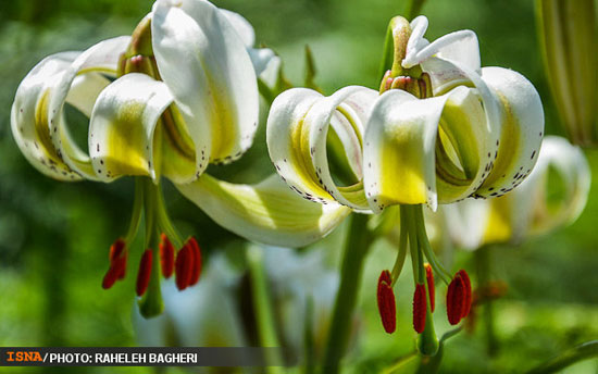 عکس: نادرترین گل جهان در گیلان گل داد