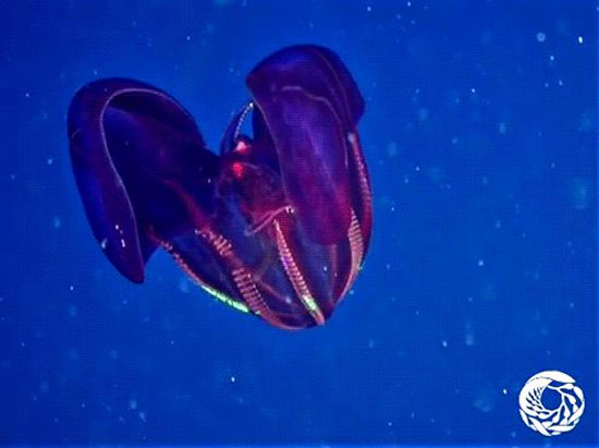 عجیب ترین موجودات کره زمین : عروس دریایی زیبایی که طعمه خود را زنده زنده می بلعد!