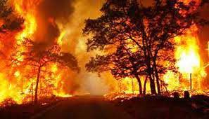 اخبار ,اخبار اجتماعی ,آتش سوزی جنگل‌های شمال