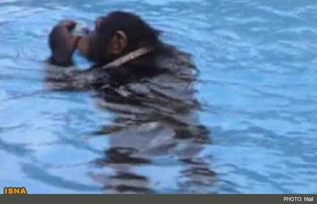 شناکردن میمون‌ها , شناکردن, پستانداران 