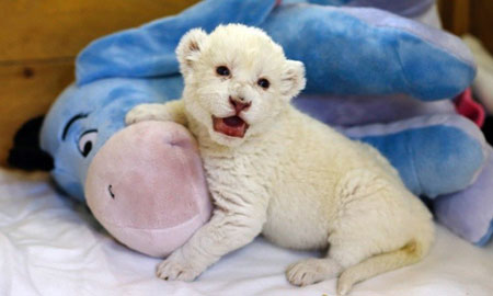 بچه شیر 8 روزه زال متولد شده در باغ وحش بلگراد صربستان