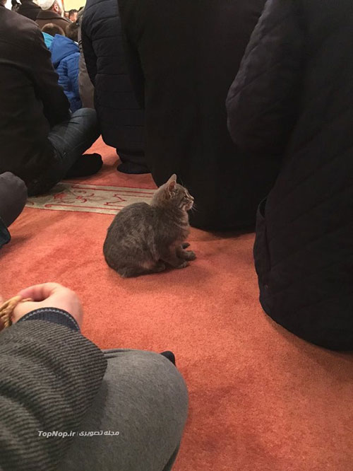 نماز و عبادت در مسجد و در کنار گربه ها !!