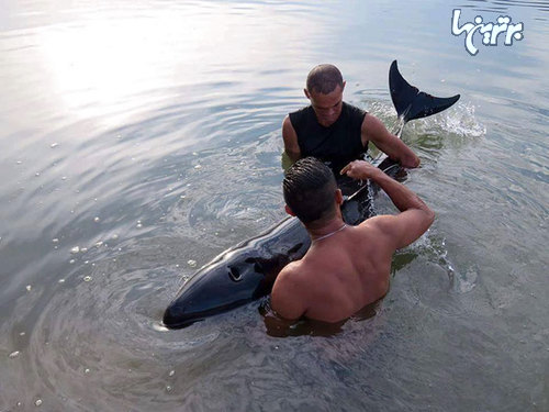 6 ساعت زمان برای نجات بچه نهنگی که گریه می کرد!