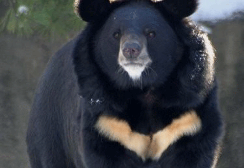 خطر انقراض گریبان خرس یقه‌دار را گرفت/ مرگ حیوان کمیاب زیر چرخ‌ کامیون‌ها