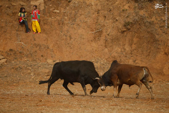 عکس/ جشنواره شاخ‌به‌‌شاخ شدن گاوها