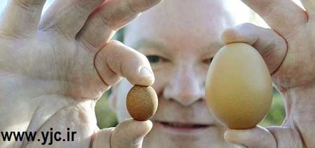 کوچک‌ترین تخم مرغ ,  مرغداری 