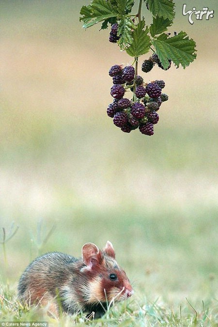 پرش همستر (موش صحرایی) به بالای درخت برای خوردن توت‌های سیاه