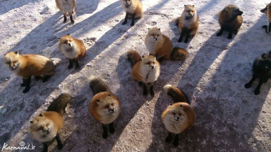 عکس/ دهکده روباه‌ها در ژاپن