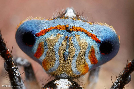عنکبوت های طاووسی استرالیایی‎