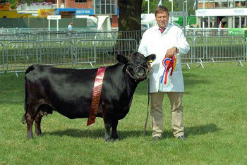 تصویر کوچکترین گاو,تولید گاو شاسی کوتاه
