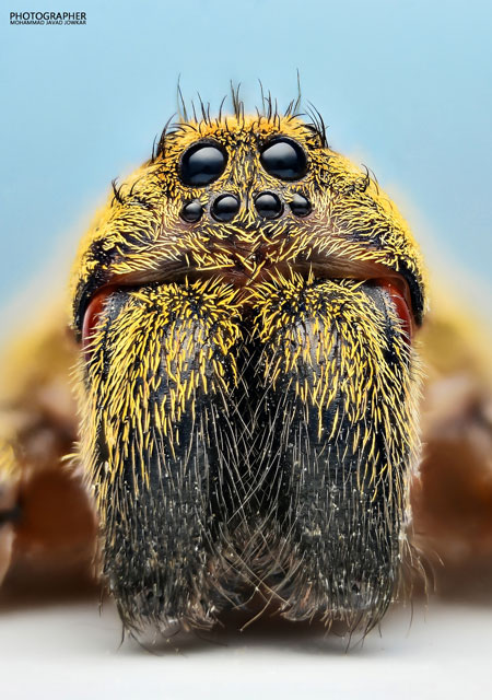 عکاسی فوق ماکرو از عنکبوت گرگی