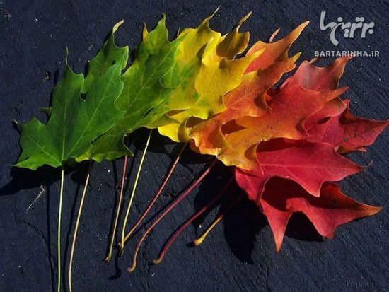 هنرنمایی زیبا با برگ های هزار رنگ پاییزی