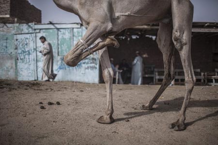  بستن پای یک شتر برای جلوگیری از حرکت او (بازار شتر در مصر)