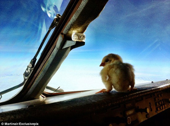 عکس: سفر دو جوجه یک روزه در کابین خلبان!