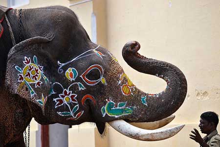 فیل تزئین شده قبل از جشن های Dusshera در میسور، هند