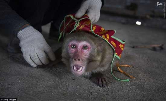 عکس/ میمون‌ها قربانیان سال نوی چینی
