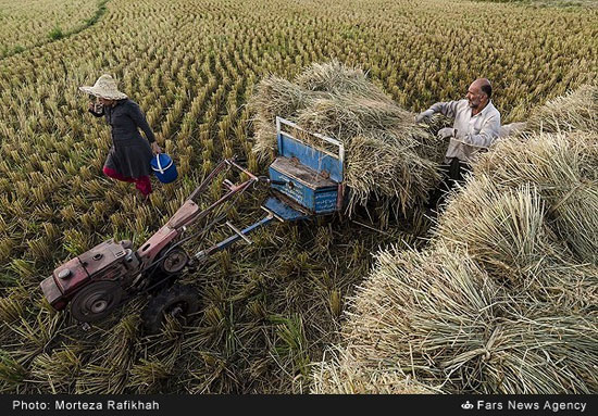 برداشت برنج در شالیزارهای گیلان