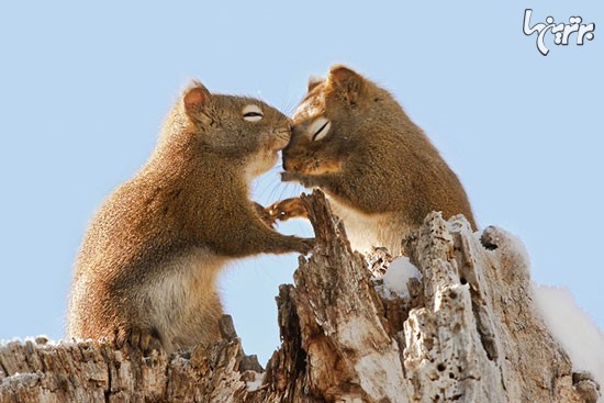 تصاویر زیبا و دوست داشتنی از سنجاب ها