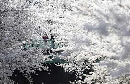عکسهای جالب,عکسهای جذاب,شکوفه های گیلاس