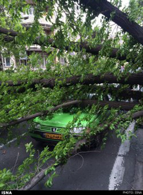 سقوط درخت روی 3 خودرو +عکس