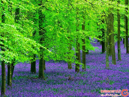 جنگل آبی بلژیک ، رویا یا واقعیت؟