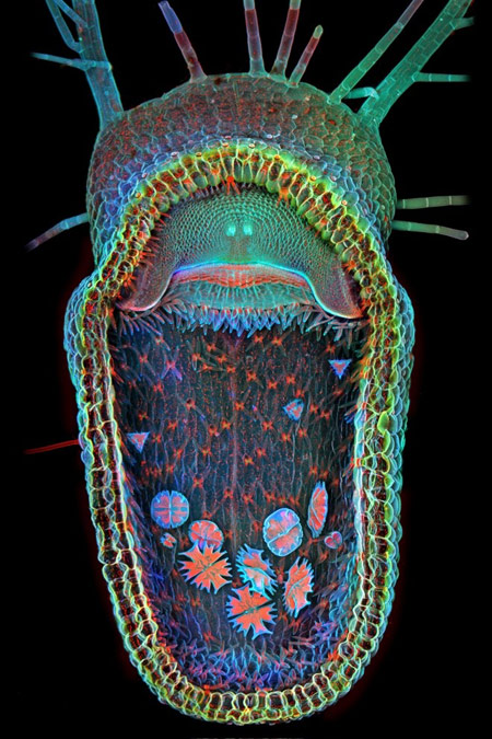 اخبار ,اخبار علمی,هیجان انگیزترین تصاویر میکروسکوپی,تصاویر میکروسکوپی 2013
