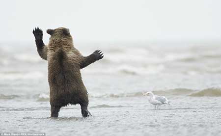 شیطنت بچه خرس در مقابل مرغ دریایی