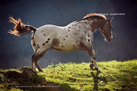 پرتره ای خارق العاده از اسب های وحشی