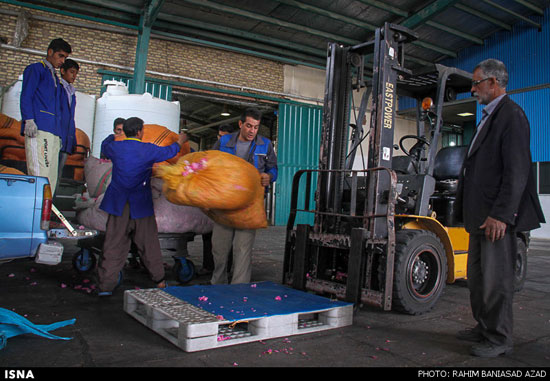 برداشت گل محمدی در لاله زار کرمان