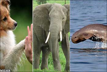 هوش حیوانات , همدلی فیلها