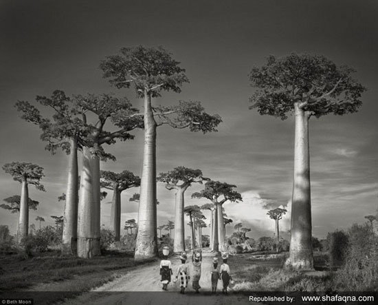 12 تصویر از قدیمی ترین درختهای جهان - اثر بث مون / از 5000 ساله تا 500 ساله