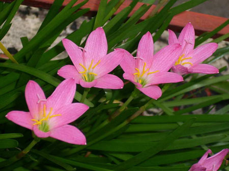 گل سوسن باران,پرورش گل سوسن باران,طریقه تکثیر گل سوسن باران