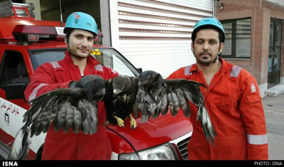 اخبار,اخبارحوادث,حمله عقاب به خانه ویلایی
