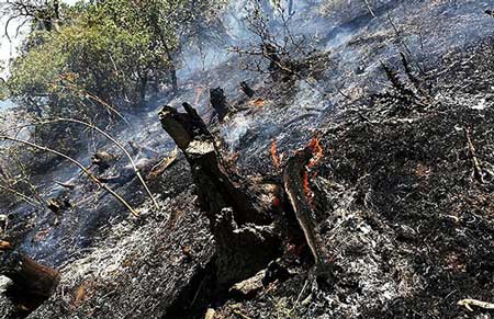 اخبار ,اخبار حوادث ,آتش در جنگل‌های مریوان