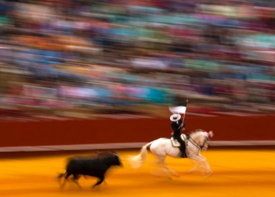 مرگ به وقت غروب؛ تصاویری از مسابقات گاوبازی در اسپانیا