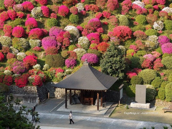 معبدی در دل گل ها