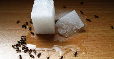 از بین بردن مورچه ها, از بین بردن حشرات