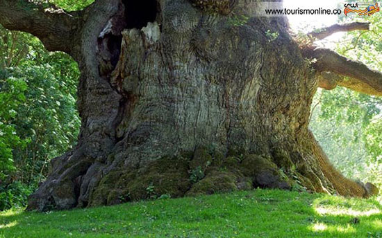 عکس: قدیمی ترین درختان دنیا