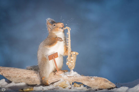 پروژه‌ های عکاسی: سنجاب‌ های نوازنده