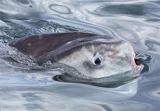 عجیب‌ترین ماهی دنیا +عکس
