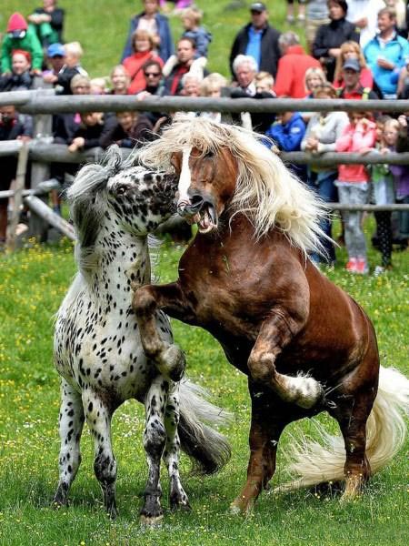 عکسهای جالب,جنگ اسب ها,تصاویر دیدنی