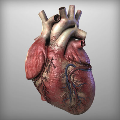 ساختار قلب,قلب,آناتومی قلب
