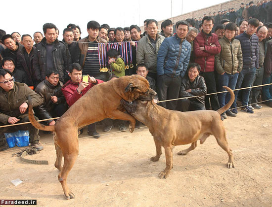 تصاویر/ نبرد خونین سگ‌ها برای انتخاب قوی‌ترین