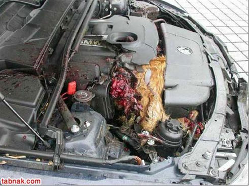 تصادف عجیب گوزن با ماشین BMW
