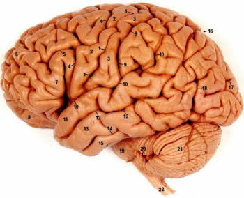 اعداد در داخل مغز انسان مشاهده شد